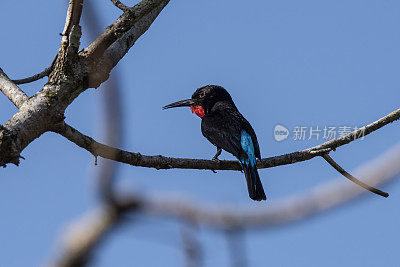 刚果盆地的黑食蜂鸟(Merops gularis)